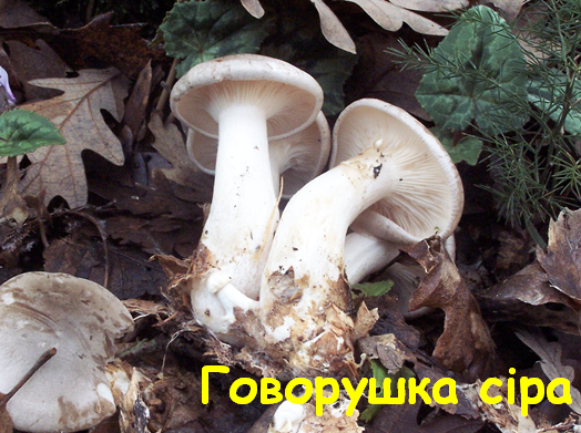 0402wn31-5c76-524x391.png