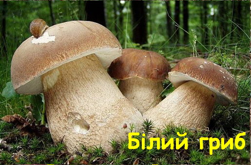 0402wn7o-36d4-515x340.png
