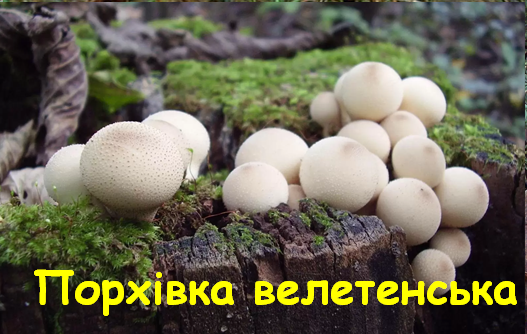0402wn97-1f6a-527x334.png