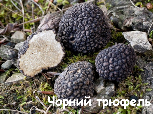 0402wnok-04e0-508x380.png