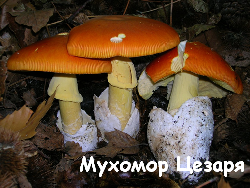 0402wnpl-8524-509x384.png