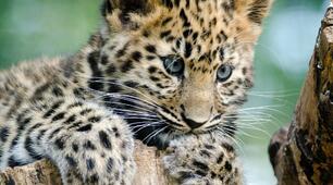 Animals