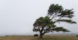 It's Too Windy