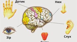  Сенсорні системи людини