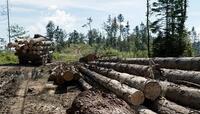 Продертися крізь «ліс», або Чи реально припинити злісну вирубку Карпат