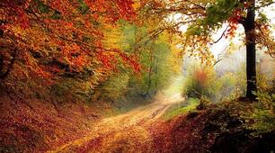La nature