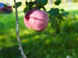Висить ябко, висить (The apple is hanging) — Steemit