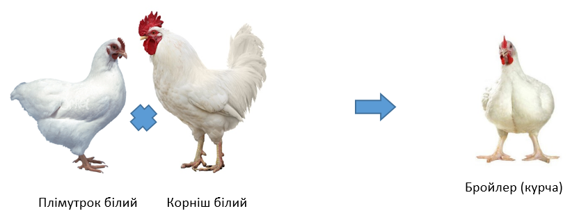 0402xcp7-2764-832x313.png