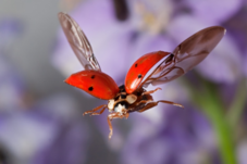 0402xdb8-cf59-227x151.png