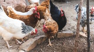 В Україні з'явилися нові породи курей — AgroPortal.ua