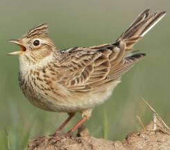 ᐈ Жайворонок польовий (Alauda arvensis) | Discover.in.ua