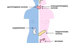 Ендокринна система. Профілактика захворювань ендокринної системи.