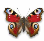 0402xp72-c016-150x139.png
