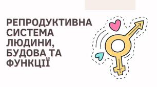 Репродуктивна система людини, будова та функції.
