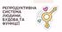 Репродуктивна система людини, будова та функції.