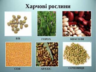 Родина Бобові. Родина Пасльонові - презентація з біології