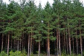 Форми боротьби за існування — урок. Біологія, 9 клас.