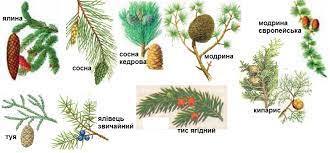 Відділ Голонасінні, або Пінофіти, загальна характеристика, різноманітність голонасінних, значення в природі та для людини, клас Хвойні, або Шишконосні (сосна звичайна, ялина звичайна) » Допомога учням