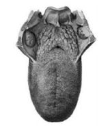0402y0xc-4612-161x187.png