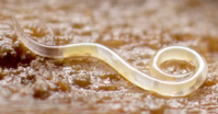 0402y727-1f4e-199x104.png