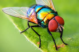 The Humble Fly | Connecticut Public