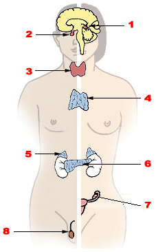 0402yb8i-36cc-227x366.png