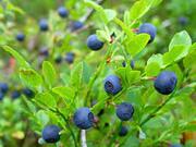Arktiset Aromit ry