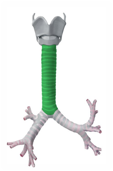 0402yebt-8ff6-392x591.png