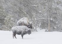 What Is A Blizzard? - WorldAtlas