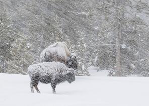 What Is A Blizzard? - WorldAtlas