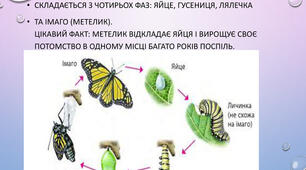 Інфографіка на тему " Життєвий цикл метелика "