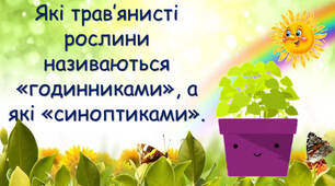 Які трав’янисті рослини називають «синоптиками», а які — «годинниками»?