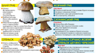 Презентація "Їстівні та отруйні шапинкові гриби"