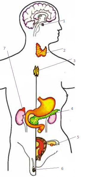0402z6fv-a72d-311x648.png
