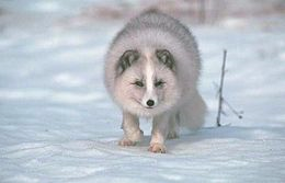 Renard polaire.jpg