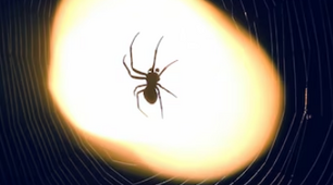 Term work. Reading Comprenension "Grandmother Spider Brings the Light"