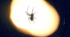 Term work. Reading Comprenension "Grandmother Spider Brings the Light"