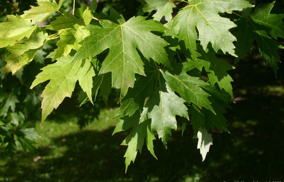 0402zea4-b528-940x605.jpg