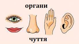 Органи чуття