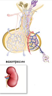 0402zhcb-43ac-182x336.png