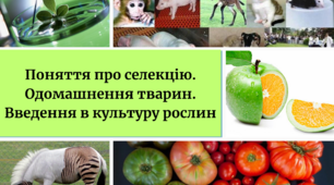 Поняття про  селекцію. Одомашнення тварин. Введення в культуру рослин. 9 клас. Розробка уроку (конспект, презентація).