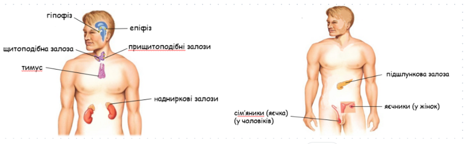 0402znie-fe36-940x292.png