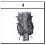 0402zo66-2d62-162x157.png