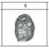 0402zobi-32bb-160x157.png