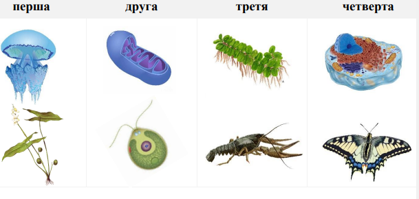 0402zoxy-f148-609x290.png
