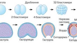 10 кл. Лабораторна робота №4. Вивчення етапів ембріогенезу.