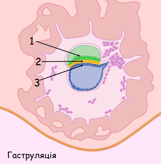 0402zqan-1119-645x657.png
