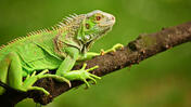 Iguanas
