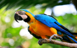 Parrots and the cold weather - ExoticDirect