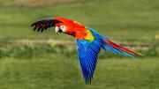 14 Dazzling Types of Parrots
